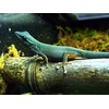 image:imageJoshs Frogs Bamboo Tube 2 ft