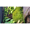 image:imageJoshs Frogs Dried Mood Moss 1 Gallon Bag