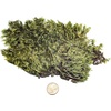 image:imageJoshs Frogs Dried Mood Moss 1 Gallon Bag