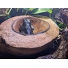 image:imageJoshs Frogs Natural Coco Bowl