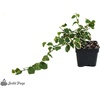 image:image12x12x18 Day Gecko Vivarium Plant Kit12x12x18 Terrarium