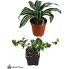 image:image12x12x18 Day Gecko Vivarium Plant Kit12x12x18 Terrarium