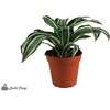 image:image12x12x18 Day Gecko Vivarium Plant Kit12x12x18 Terrarium