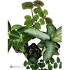 image:image12x12x18 Day Gecko Vivarium Plant Kit18x18x24 Terrarium