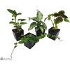 image:image12x12x18 Day Gecko Vivarium Plant Kit18x18x24 Terrarium