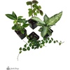 image:image12x12x18 Day Gecko Vivarium Plant Kit18x18x24 Terrarium