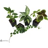 image:image12x12x18 Day Gecko Vivarium Plant Kit18x18x24 Terrarium