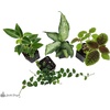 image:image12x12x18 Day Gecko Vivarium Plant Kit18x18x24 Terrarium