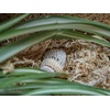 image:imageJoshs Frogs 18x18x18 20 Gallon Hermit Crab Vivarium Bioactive Plant Kit