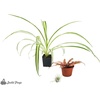 image:imageJoshs Frogs 18x18x18 20 Gallon Hermit Crab Vivarium Bioactive Plant Kit
