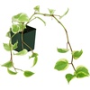 image:imageJoshs Frogs 18x18x24 Tree Frog Vivarium Plant Kit2 Piece Assortment