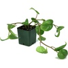 image:imageJoshs Frogs 18x18x24 Tree Frog Vivarium Plant Kit2 Piece Assortment