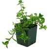 image:imageJoshs Frogs 18x18x24 Tree Frog Vivarium Plant Kit2 Piece Assortment
