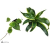 image:imageJoshs Frogs 18x18x24 Tree Frog Vivarium Plant Kit2 Piece Assortment