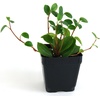 image:imageJoshs Frogs 18x18x24 Tree Frog Vivarium Plant Kit2 Piece Assortment