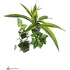 image:imageJoshs Frogs 18x18x25 Crested Gecko Vivarium Plant Kit1 Count Pack of 1