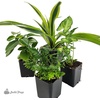 image:imageJoshs Frogs 18x18x25 Crested Gecko Vivarium Plant Kit1 Count Pack of 1