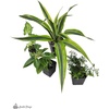 image:imageJoshs Frogs 18x18x25 Crested Gecko Vivarium Plant Kit1 Count Pack of 1