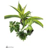 image:imageJoshs Frogs 18x18x25 Crested Gecko Vivarium Plant Kit1 Count Pack of 1