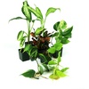 image:imageJoshs Frogs 18x18x25 Crested Gecko Vivarium Plant Kit12x12x20 Terrarium