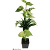 image:imageJoshs Frogs 18x18x25 Crested Gecko Vivarium Plant Kit18x18x18 Terrarium
