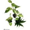 image:imageJoshs Frogs 18x18x25 Crested Gecko Vivarium Plant Kit18x18x18 Terrarium