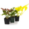 image:imageJoshs Frogs 36x18x18 40 Breeder Ball Python Terrarium Plant Kit24x18x18 20 Gallon Long