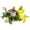 image:imageJoshs Frogs 36x18x18 40 Breeder Ball Python Terrarium Plant Kit36x18x18 40 Breeder