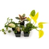 image:imageJoshs Frogs 36x18x18 40 Breeder Ball Python Terrarium Plant Kit36x18x18 40 Breeder