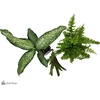 image:imageJoshs Frogs Amazon Milk Frog Vivarium Plant Kit 18x18x18 Terrarium18x18x18 Terrarium