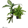 image:imageJoshs Frogs Amazon Milk Frog Vivarium Plant Kit 18x18x18 Terrarium18x18x18 Terrarium