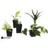 image:imageJoshs Frogs Amazon Milk Frog Vivarium Plant Kit 18x18x18 Terrarium24x18x24 Terrarium