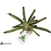 image:imageJoshs Frogs Arid Artificial Plants for Reptiles EuphorbiaEuphorbia