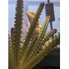 image:imageJoshs Frogs Arid Artificial Plants for Reptiles EuphorbiaEuphorbia