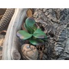 image:imageJoshs Frogs Arid Artificial Plants for Reptiles EuphorbiaJade Succulent