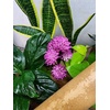 image:imageJoshs Frogs Arid Artificial Plants for Reptiles EuphorbiaRed Clover
