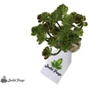 image:imageJoshs Frogs Arid Artificial Plants for Reptiles EuphorbiaSucculent Bunch