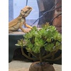 image:imageJoshs Frogs Arid Artificial Plants for Reptiles EuphorbiaSucculent Bunch