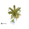 image:imageJoshs Frogs Arid Artificial Plants for Reptiles EuphorbiaTillandsia