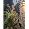 image:imageJoshs Frogs Arid Artificial Plants for Reptiles EuphorbiaTillandsia