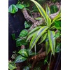 image:imageJoshs Frogs Artificial Evergreen Reptile Vine