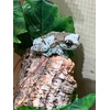 image:imageJoshs Frogs Artificial Grape Vine