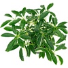 image:imageJoshs Frogs Chameleon Vivarium Plant Kit