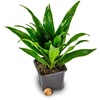 image:imageJoshs Frogs Chameleon Vivarium Plant Kit