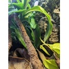 image:imageJoshs Frogs Coco FlexiVine 21 m 69 ft