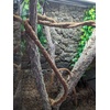 image:imageJoshs Frogs Coco FlexiVine 21 m 69 ft