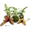 image:imageJoshs Frogs Dart Frog Vivarium Bioactive Plant Kits 10 Gallon10 Gallon