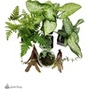 image:imageJoshs Frogs Dart Frog Vivarium Bioactive Plant Kits 10 Gallon10 Gallon