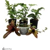 image:imageJoshs Frogs Dart Frog Vivarium Bioactive Plant Kits 10 Gallon10 Gallon