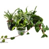 image:imageJoshs Frogs Dart Frog Vivarium Bioactive Plant Kits 10 Gallon20 Gallon